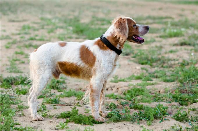 一只顽强的布列塔尼猎犬，只剩三条腿后，学会了直立行走