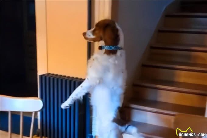 一只顽强的布列塔尼猎犬，只剩三条腿后，学会了直立行走