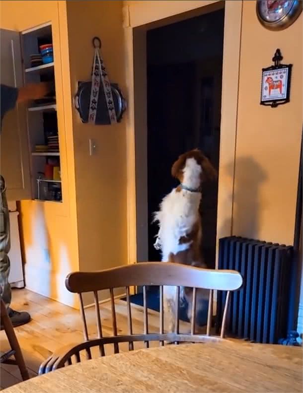 一只顽强的布列塔尼猎犬，只剩三条腿后，学会了直立行走