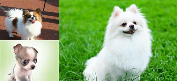 想养只小型犬不知道怎么选?这五种优秀品种供您选择
