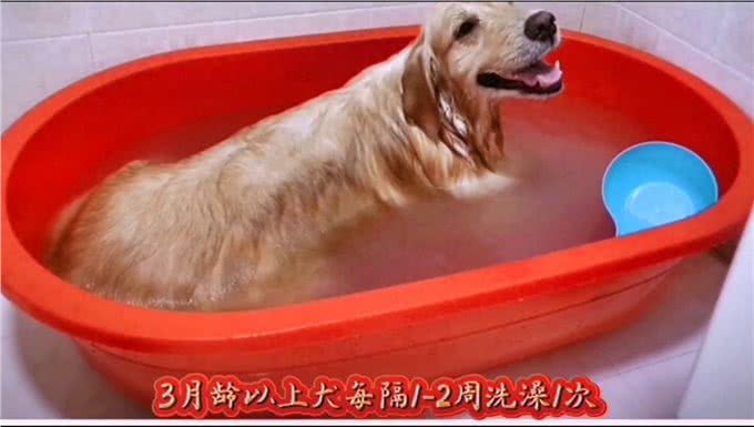 怎么养狗狗才能少生病?