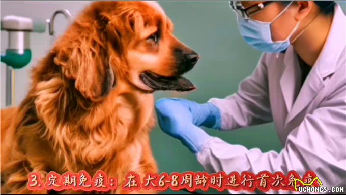 怎么养狗狗才能少生病?