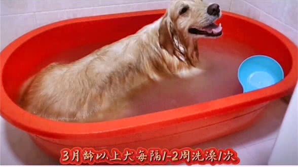 怎么养狗狗才能少生病?