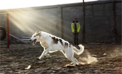 高加索猎狼犬，不一样的巨型猛犬，你见过吗?