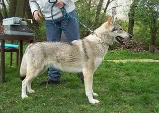 高加索猎狼犬，不一样的巨型猛犬，你见过吗?