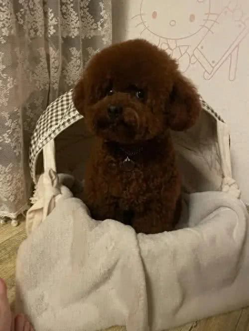 狗狗糖尿病怎么检查?