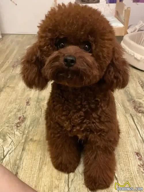 狗狗糖尿病怎么检查?