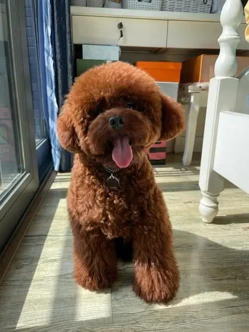狗狗糖尿病怎么检查?