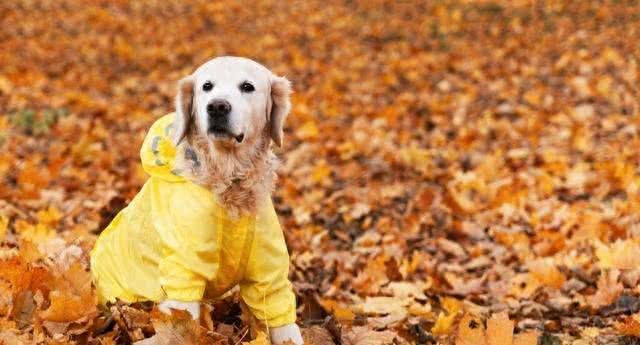 狗狗冬天要穿衣服吗