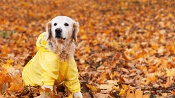 狗狗冬天要穿衣服吗