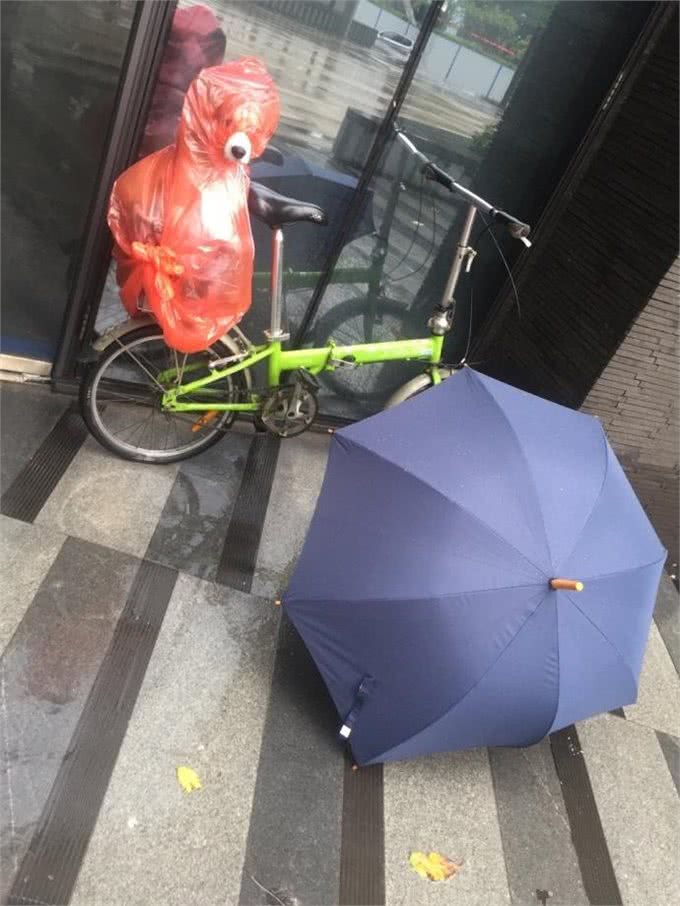 盘点那些年穿雨衣的狗子，还是这只红狗袋的狗子最萌呀!