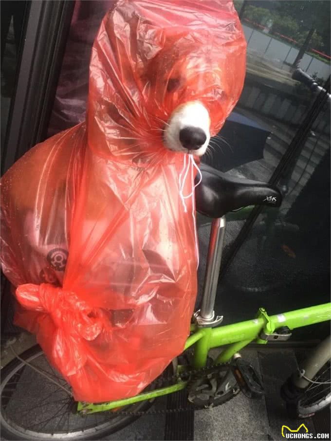 盘点那些年穿雨衣的狗子，还是这只红狗袋的狗子最萌呀!