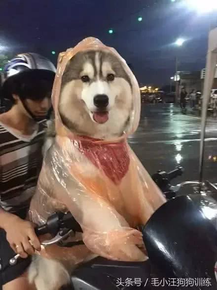 盘点那些年穿雨衣的狗子，还是这只红狗袋的狗子最萌呀!