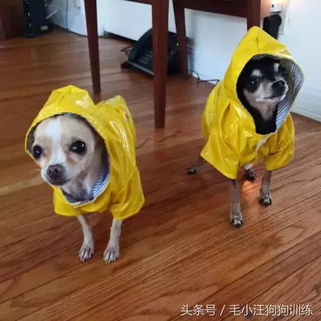 盘点那些年穿雨衣的狗子，还是这只红狗袋的狗子最萌呀!