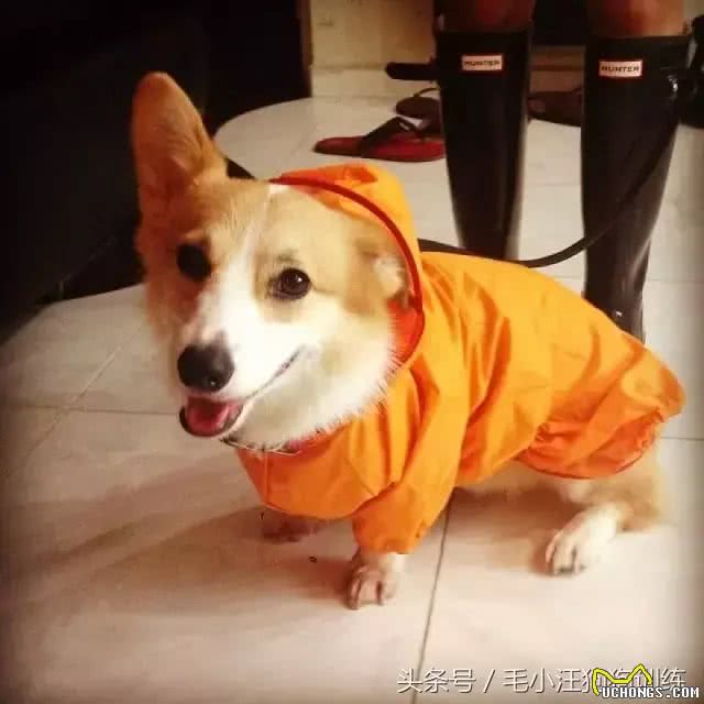 盘点那些年穿雨衣的狗子，还是这只红狗袋的狗子最萌呀!