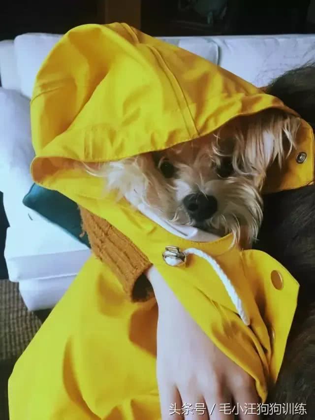 盘点那些年穿雨衣的狗子，还是这只红狗袋的狗子最萌呀!