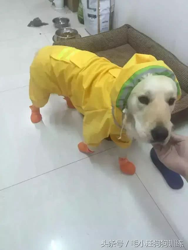 盘点那些年穿雨衣的狗子，还是这只红狗袋的狗子最萌呀!