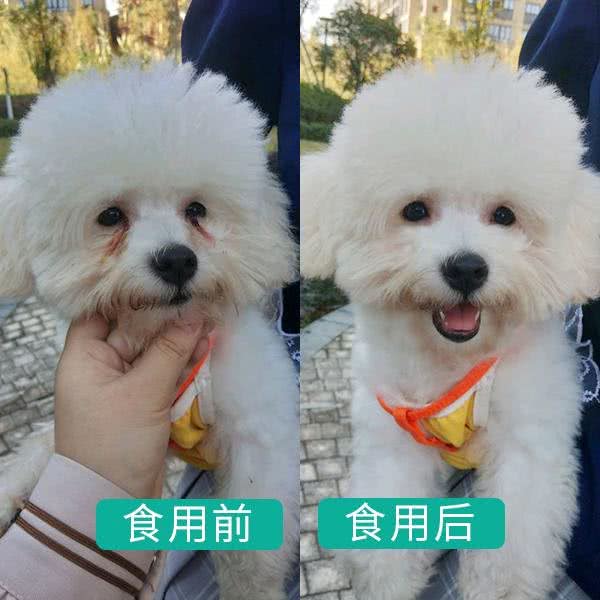 狗狗越养，泪痕越重，多半是宠主这样养惹的祸