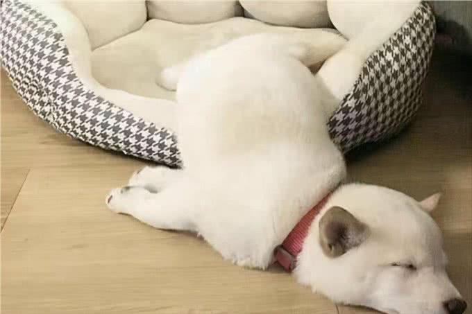 恕我直言!狗狗这4种睡姿，说明并未把你当家人