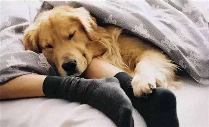 恕我直言!狗狗这4种睡姿，说明并未把你当家人