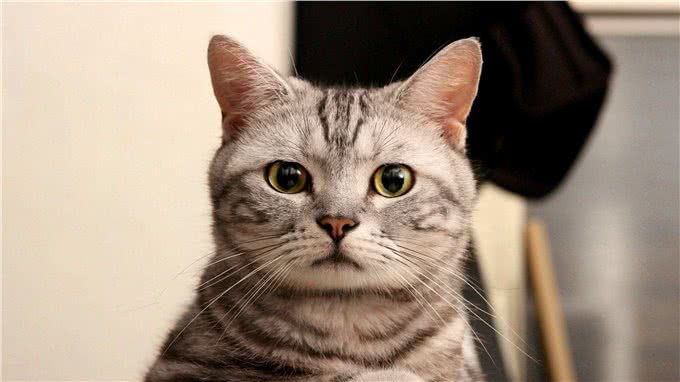 铲屎官忽视爱猫耳螨，不想导致中耳炎，学会避免六种耳炎诱因!