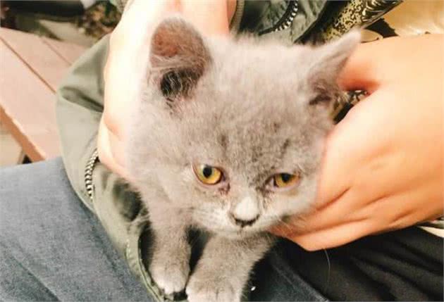 铲屎官忽视爱猫耳螨，不想导致中耳炎，学会避免六种耳炎诱因!