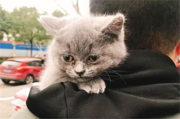 铲屎官忽视爱猫耳螨，不想导致中耳炎，学会避免六种耳炎诱因!