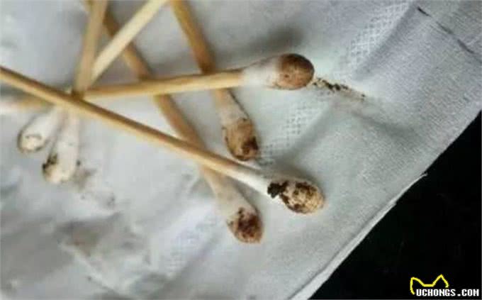 铲屎官忽视爱猫耳螨，不想导致中耳炎，学会避免六种耳炎诱因!