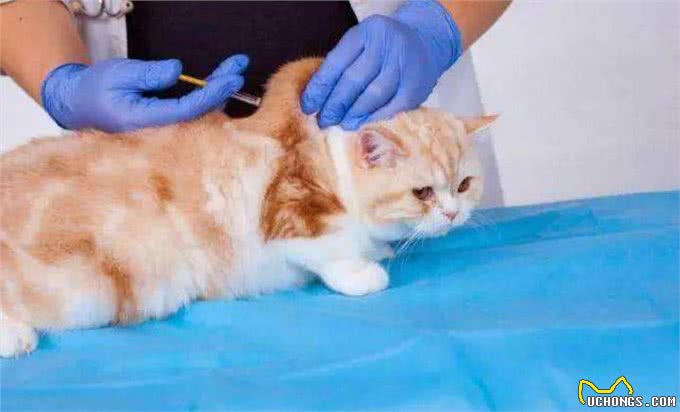 铲屎官忽视爱猫耳螨，不想导致中耳炎，学会避免六种耳炎诱因!