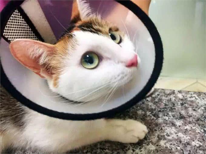 铲屎官忽视爱猫耳螨，不想导致中耳炎，学会避免六种耳炎诱因!