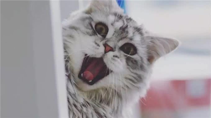 铲屎官忽视爱猫耳螨，不想导致中耳炎，学会避免六种耳炎诱因!