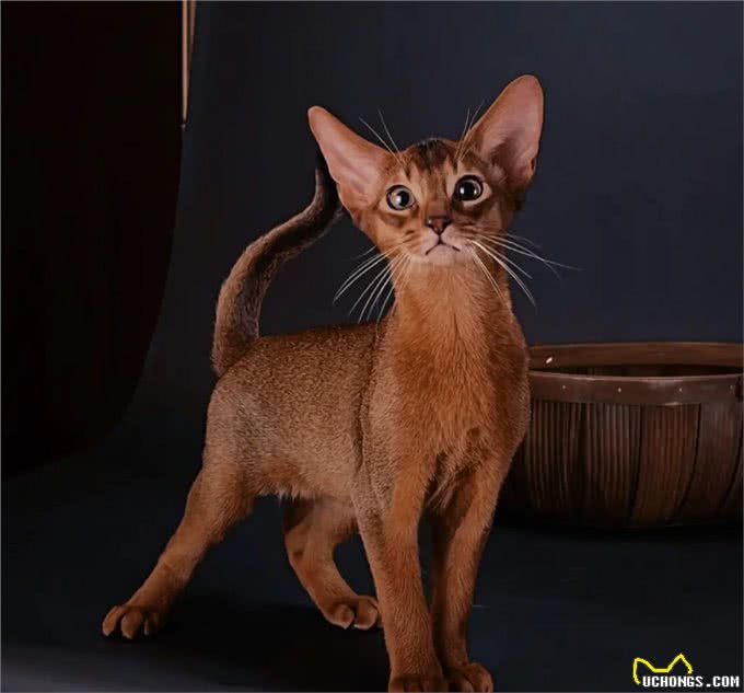 猫咪智商排行榜!阿比西尼亚猫智商第二，你知道吗?
