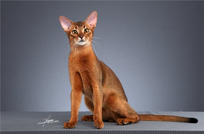 猫咪智商排行榜!阿比西尼亚猫智商第二，你知道吗?