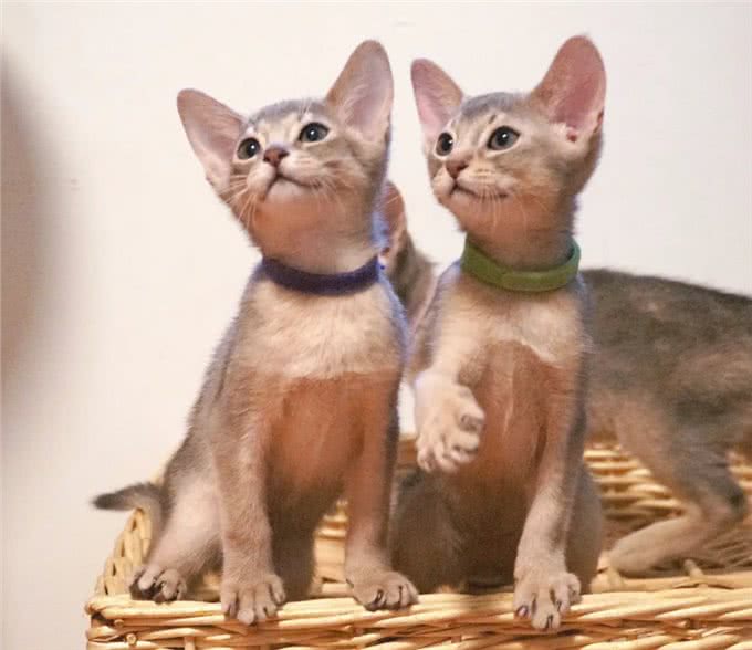 猫咪智商排行榜!阿比西尼亚猫智商第二，你知道吗?