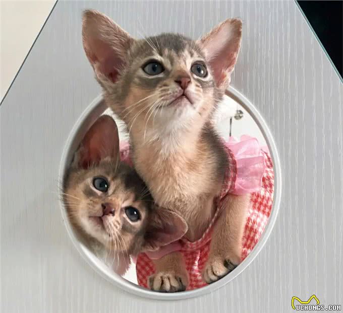 猫咪智商排行榜!阿比西尼亚猫智商第二，你知道吗?