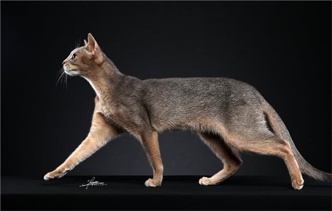 猫咪智商排行榜!阿比西尼亚猫智商第二，你知道吗?