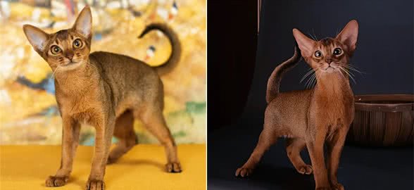 猫咪智商排行榜!阿比西尼亚猫智商第二，你知道吗?