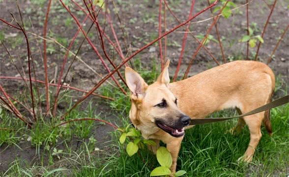 金毛幼犬训练-P链的使用