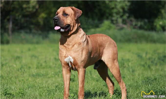 人人都想养但却被禁的十大犬种，世界十大禁养猛犬排行榜