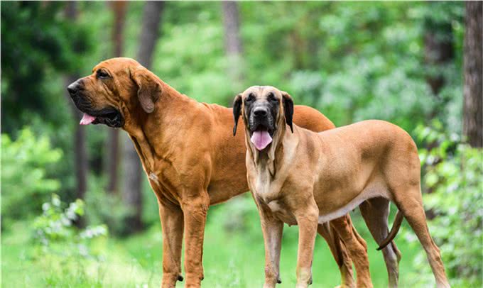人人都想养但却被禁的十大犬种，世界十大禁养猛犬排行榜