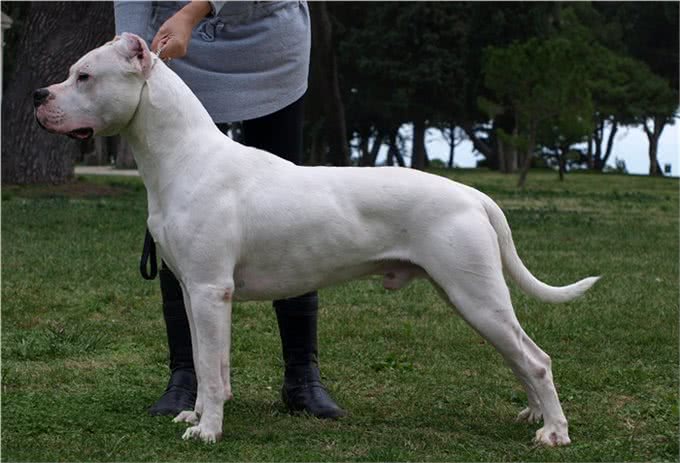 人人都想养但却被禁的十大犬种，世界十大禁养猛犬排行榜
