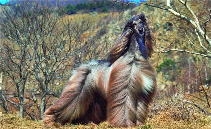 人人都想养但却被禁的十大犬种，世界十大禁养猛犬排行榜