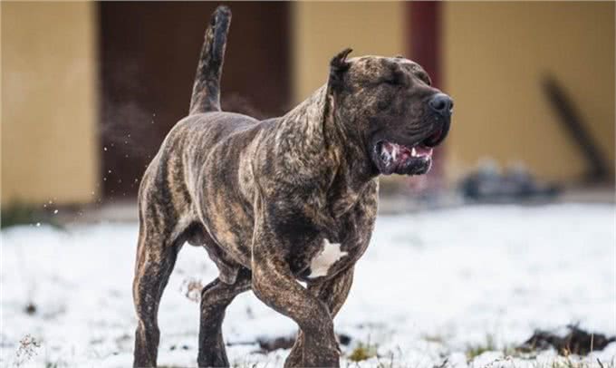 人人都想养但却被禁的十大犬种，世界十大禁养猛犬排行榜