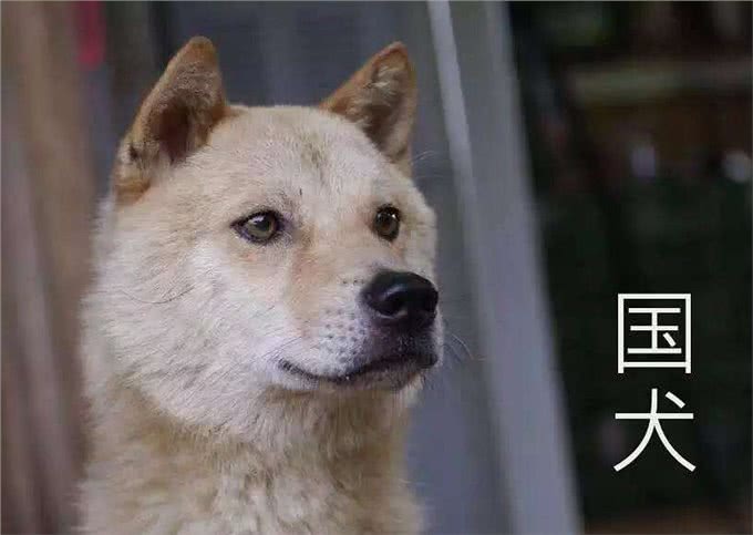 最忠诚的7大狗狗，为了保护你的安全，连命都可以不要