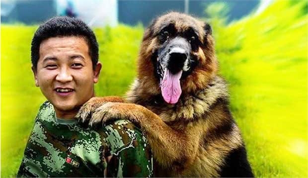 最忠诚的7大狗狗，为了保护你的安全，连命都可以不要