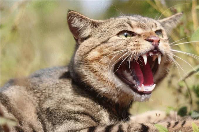 动物有智慧一物降一物地狗强迫野猫喝水究竟是怎么回事?