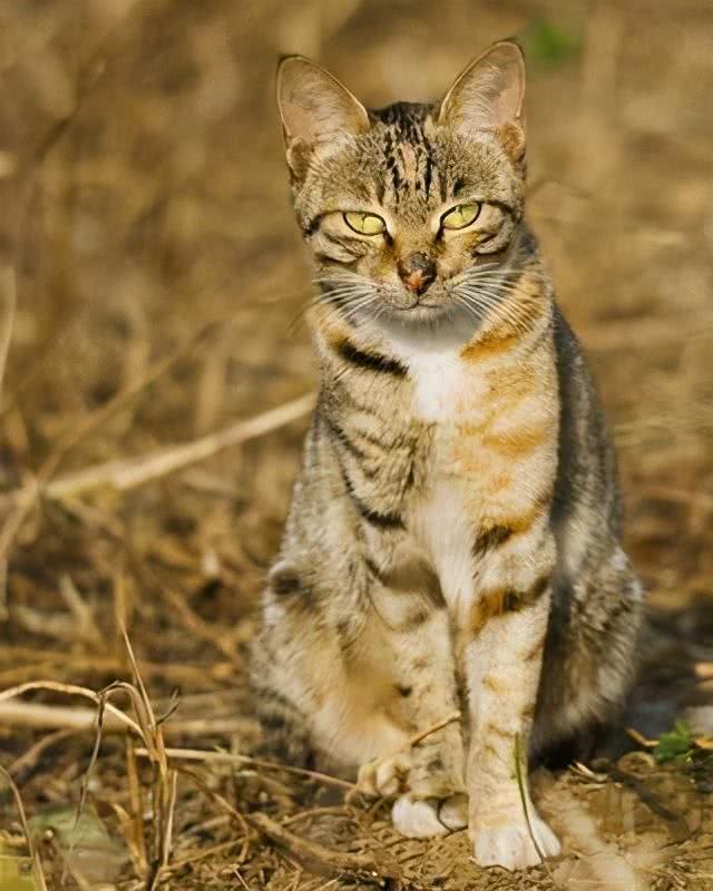 动物有智慧一物降一物地狗强迫野猫喝水究竟是怎么回事?