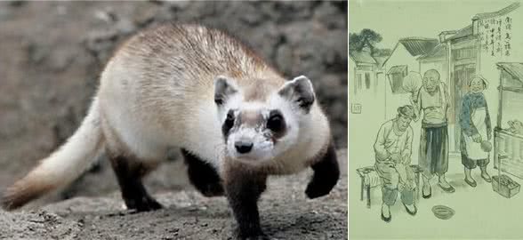 动物有智慧一物降一物地狗强迫野猫喝水究竟是怎么回事?