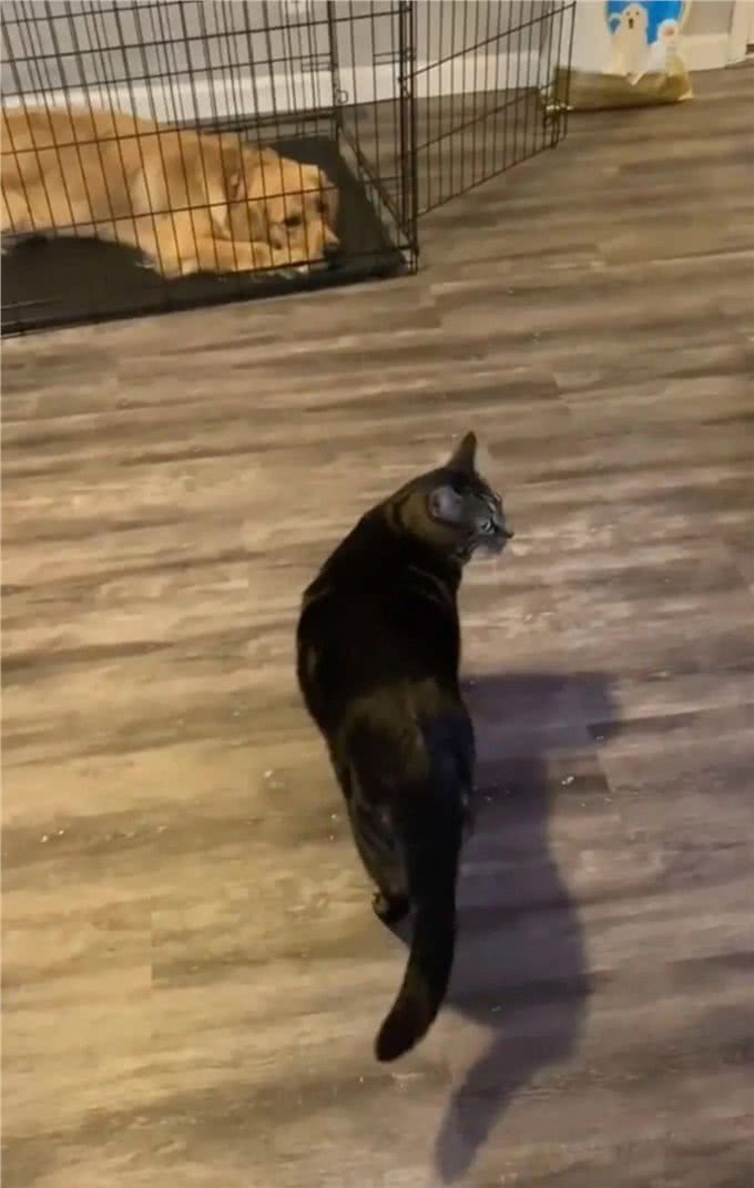 小猫咪太有心计，设计将狗狗引诱进笼子关好，只为独占主人宠爱