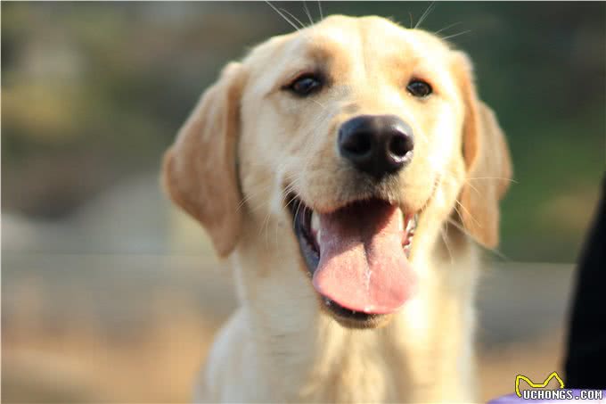 狗狗相当于人类几岁?最新人犬年龄转换公式新鲜出炉